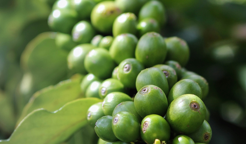 Green Coffee Beans